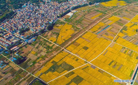 China embraces autumn harvest
