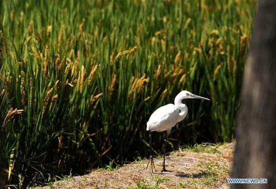 Rural scenery of Shanghai