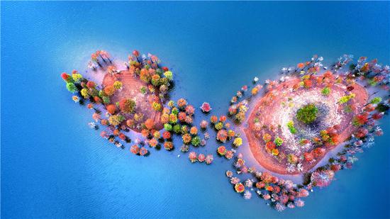Colorful redwoods in Zhejiang
