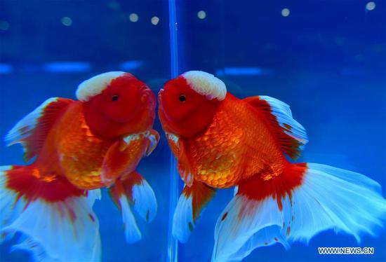 2nd international goldfish competition held in Fuzhou
