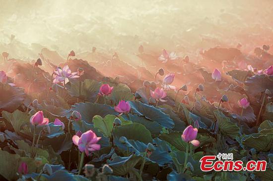 Lotus flowers bloom in Bosten Lake 