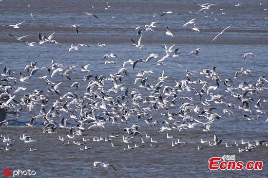 Migratory birds refuel on Songhua River