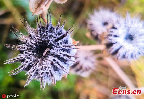 Natural wonders made by frost