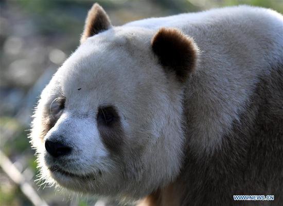 Rare brown and white giant panda Qizai seen at Qinling research base in Xi'an