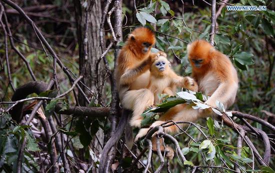 Qinling Mountains: home to a huge variety of plants and wild animals in Shaanxi