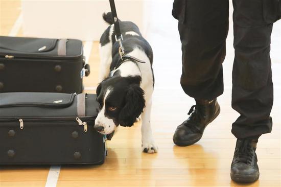 Stray dog passes customs tests