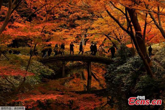 Visitors view winter colors at garden in Tokyo