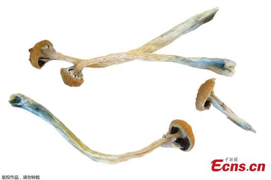 'Magic mushroom' ingredient could be used to treat depression