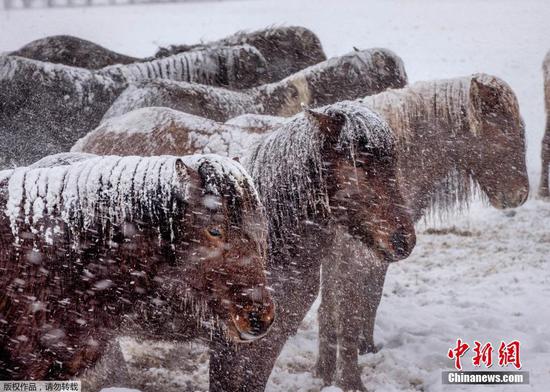 Horses brave snow storm in Germany