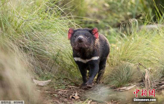 Tasmanian Devils born in wild of Australia for first time in 3,000 years