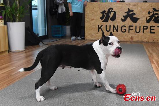Special service in Changsha keeps pets cool in summer