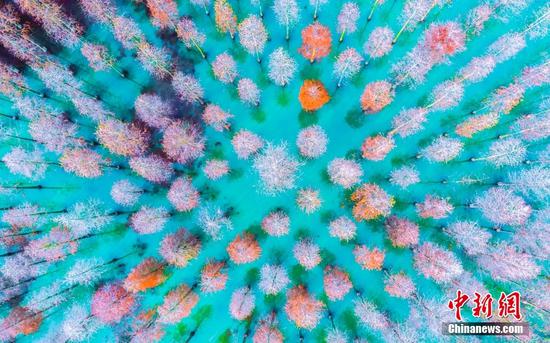 Colorful dawn redwood forest in Jiangsu