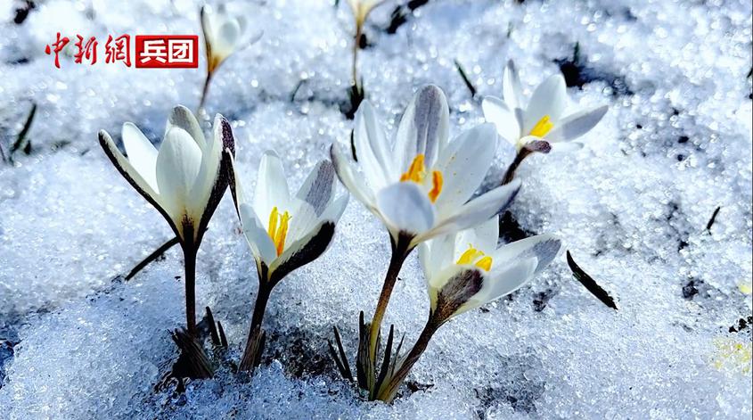 新疆伊犁将军谷顶冰花开