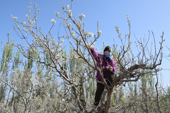 4月8日,在三〇团双丰镇园三连的一处梨园里,种植户给香梨授粉。张虎 摄 4月8日,在三〇团双丰镇园三连的一处梨园里,种植户给香梨授粉。张虎 摄