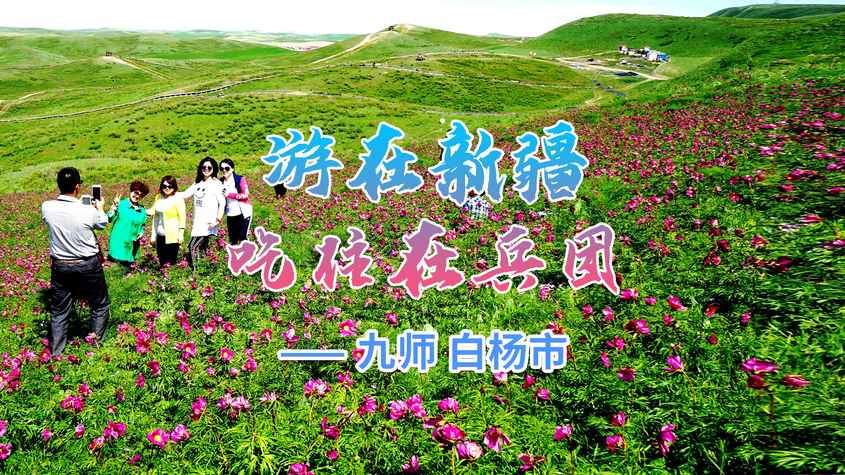 《游在新疆、吃住在兵团》系列短视频：九师白杨市