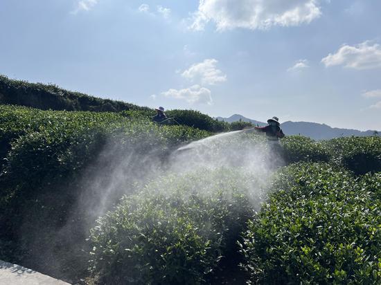村民正在对茶树进行管护。朱芸 摄