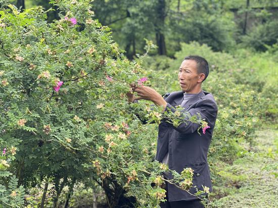 刺梨种植户正在为刺梨修枝整形。朱芸 摄