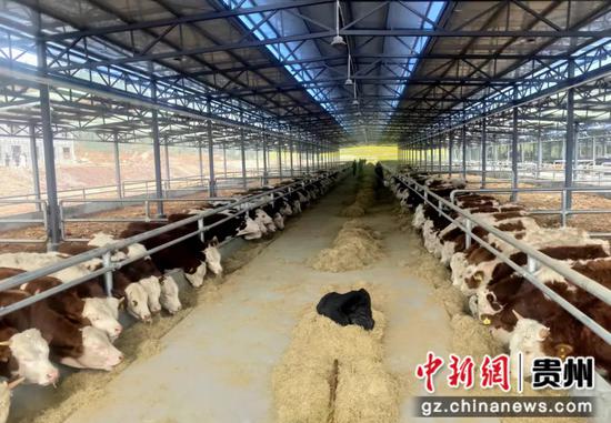 西南牛城核心育肥场内现有存栏的1000多头牛 西南牛城核心育肥场内现有存栏的1000多头牛