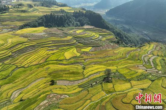 9月19日,航拍镜头下的贵州省黔南布依族苗族自治州贵定县沿山镇腊利寨腊利梯田层层叠叠,稻谷金黄,美不胜收。(无人机照片)记者 瞿宏伦 摄 9月19日,航拍镜头下的贵州省黔南布依族苗族自治州贵定县沿山镇腊利寨腊利梯田层层叠叠,稻谷金黄,美不胜收。(无人机照片)记者 瞿宏伦 摄