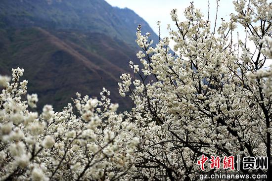 六盘水水城区发耳镇万亩樱桃花开 六盘水水城区发耳镇万亩樱桃花开