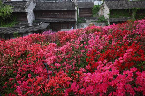Azalea flowers in full bloom in Nanjing