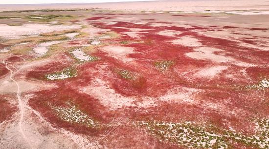 Seepweed turns wetland rosy red in autumn