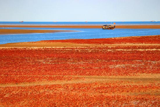Dramatic view of crimson wetland in Shandong