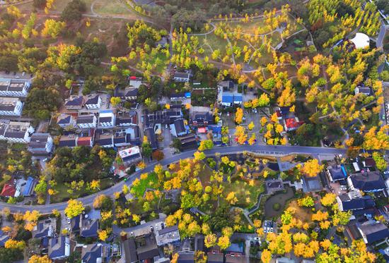Ancient ginkgo trees lend mesmerizing allure to village in E China