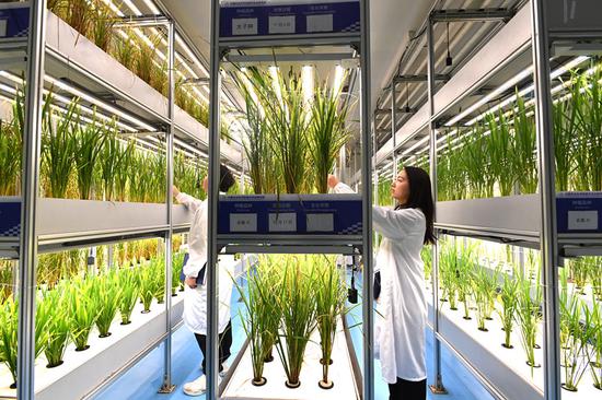 World's tallest unmanned vertical veggie farm in Chengdu