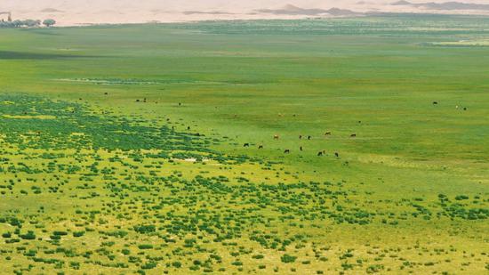 Badain Jaran Desert gets on 'green' look