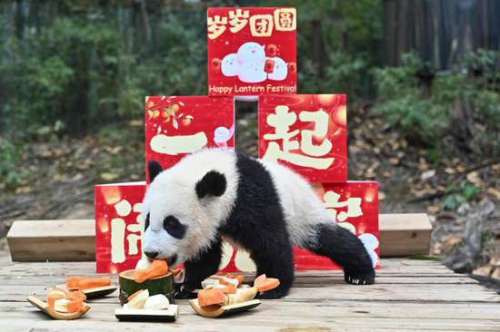 Giant panda cub enjoys special treat for Lantern Festival in Guangzhou