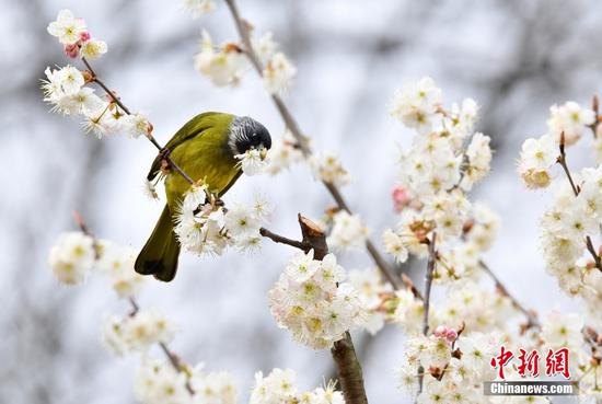 Cherry blossoms attract birds in spring
