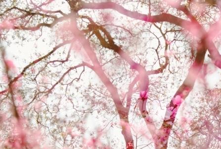 Kunming: Savoring spring with a floral feast