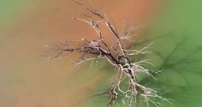 Grey herons nest along the Yellow River in northwest China