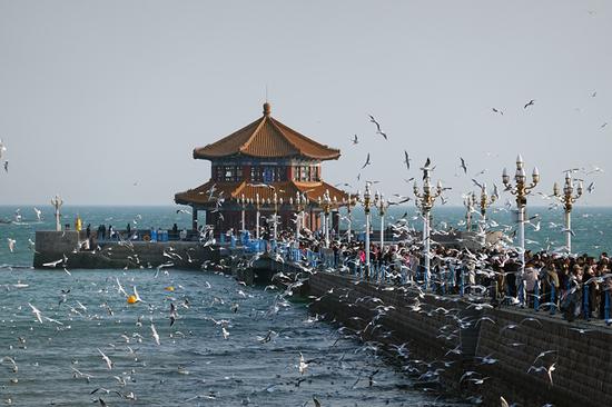 Overwintering seagulls in coastal city Qingdao attract tourists