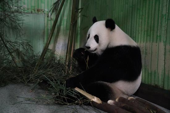 Giant panda pair from Malaysia arrives in Sichuan