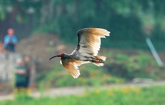 Twelve crested ibis released into wild