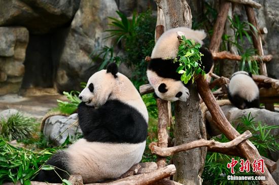 Hong Kong-born giant panda twins named Jia Jia, De De