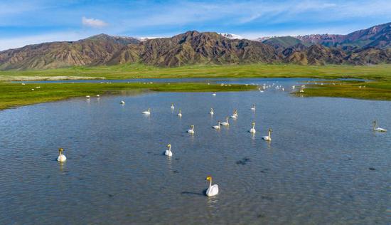 Wild swans migrate to Xinjiang for breeding
