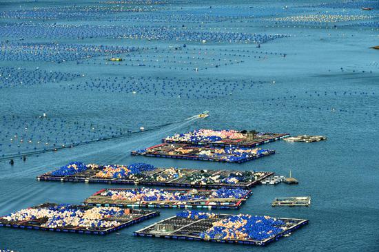 Abalone enters harvest season in Fujian